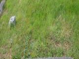 image number sg453